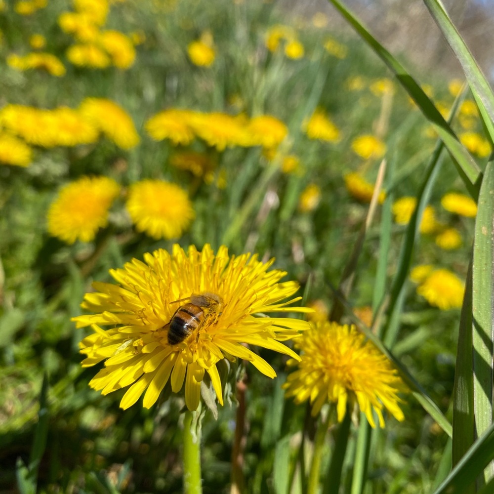 Meet your Posher, Olive